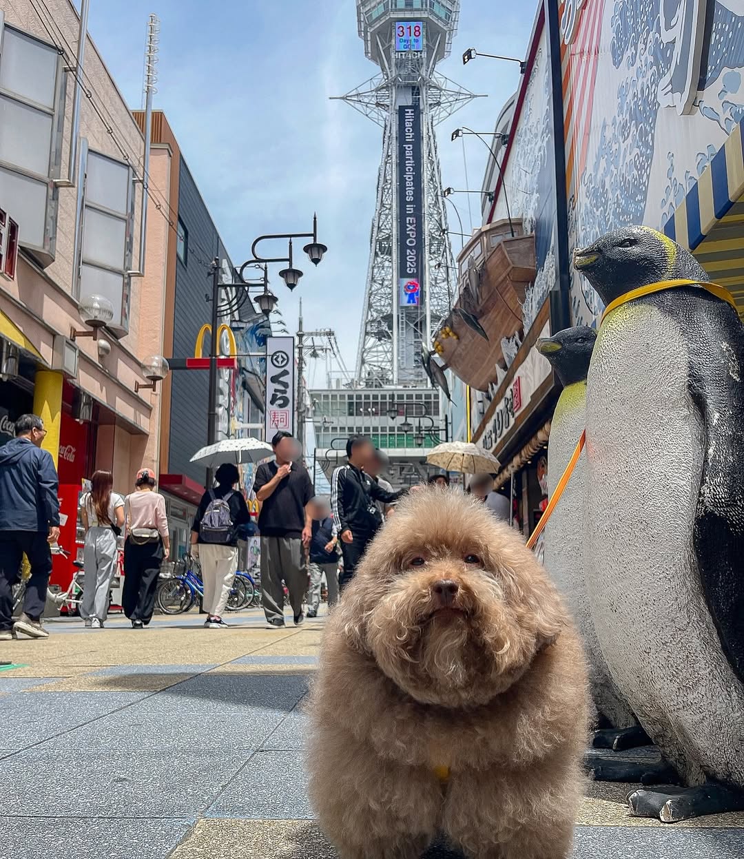 a dog in japan looking gangsta af